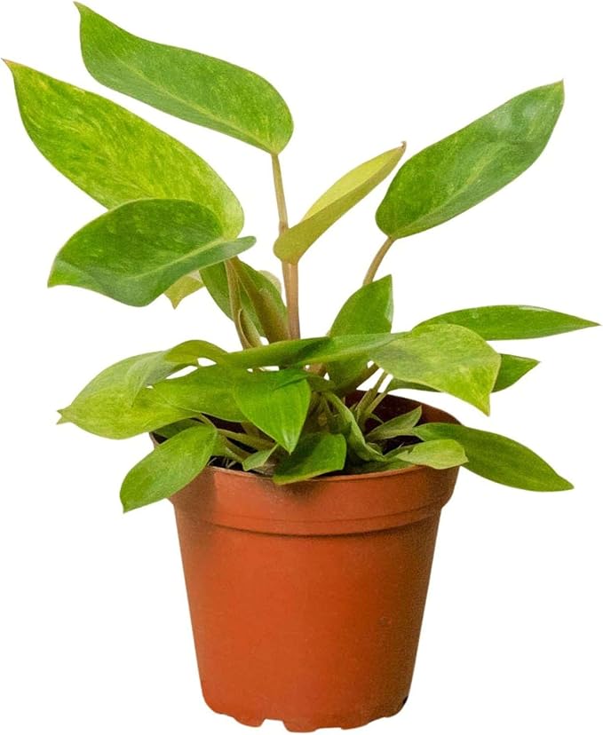 Philodendron Painted Lady Live Plant for Indoor | Different Houseplants in 4'' & 6'' Pot | Real House Plant for Living Room, Office, Desk & Bathroom | Emerald Queen Plant