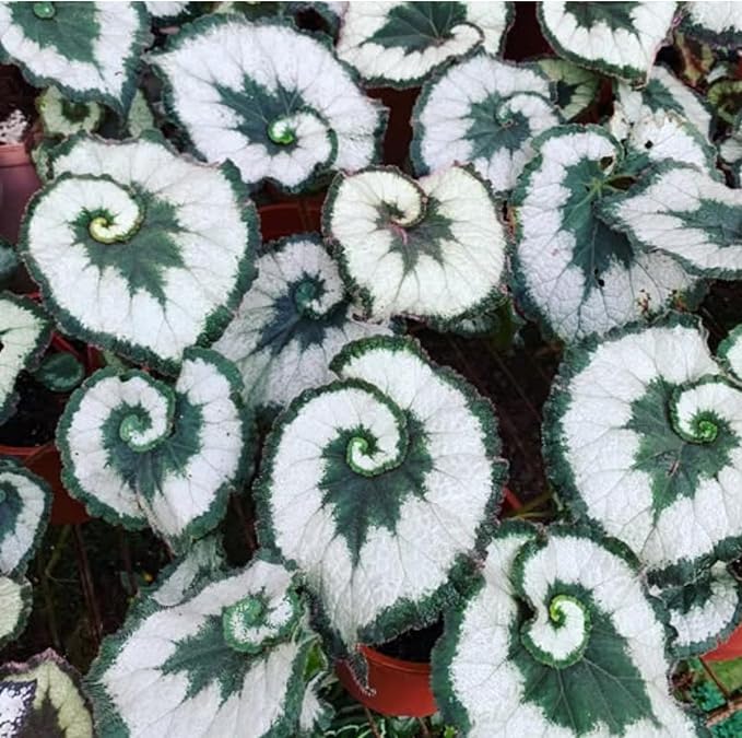 Begonia Plants Live, Rare Begonias Indoor Growing, Hanging Basket, Starter 5 to 9 Inc Tall (Spiral-Shaped Foliage)