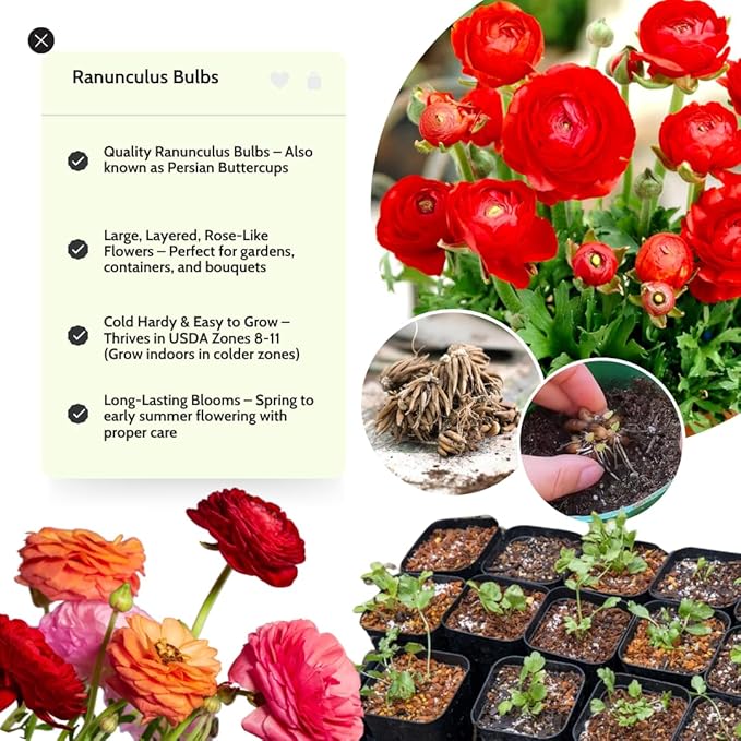 Red Ranunculus Flowers Bulbs for Spring Planting, Perennial Flower Bulbs, Early Spring Flower to Plant Outside, Colorful Blooms Groundcover Bulbs, Top Size