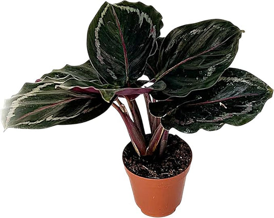 Calathea Medallion | Live Plant in a 2 Inch Growers Pot, Live Indoor, Easy to Grow, Easy to Care, and Low Maintenance Houseplant (2" Pot)