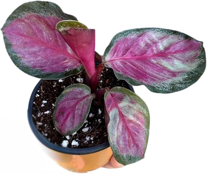 PLANTVERS Live Calathea Plant in 2" Grow Pot – Easy Care & Low Maintenance Tropical Houseplant – Air Purifying Indoor Plant for Low Light & Home Décor (Calathea Roseopicta ‘Rosy’)