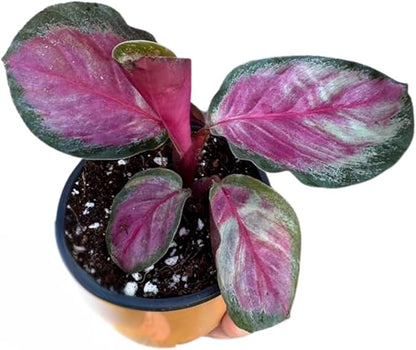 PLANTVERS Live Calathea Plant in 2" Grow Pot – Easy Care & Low Maintenance Tropical Houseplant – Air Purifying Indoor Plant for Low Light & Home Décor (Calathea Roseopicta ‘Rosy’)
