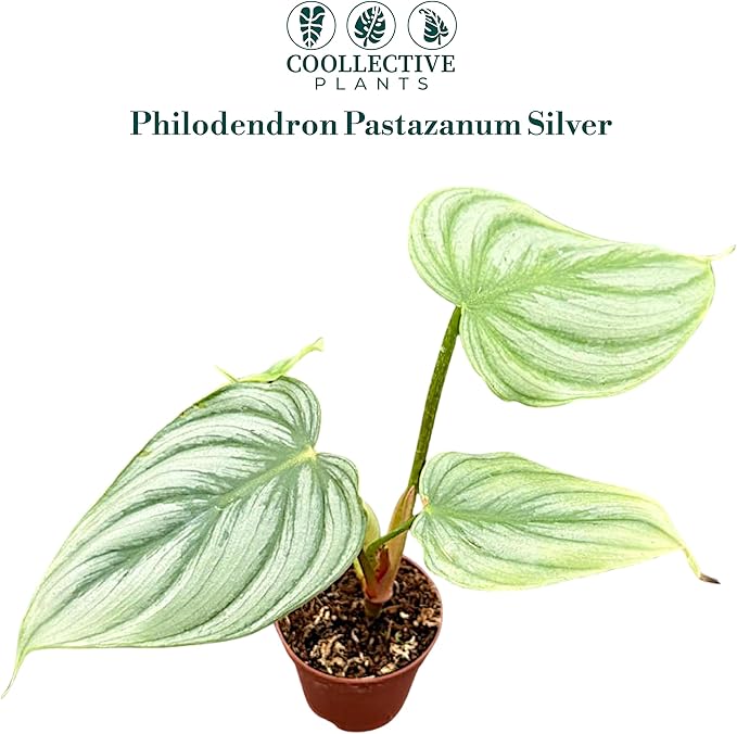 Philodendron Pastazanum Silver – Live Plant in 2" Grower’s Pot, Easy to Grow Low Maintenance Indoor Houseplant, Includes UniHeat Pack for Winter Protection