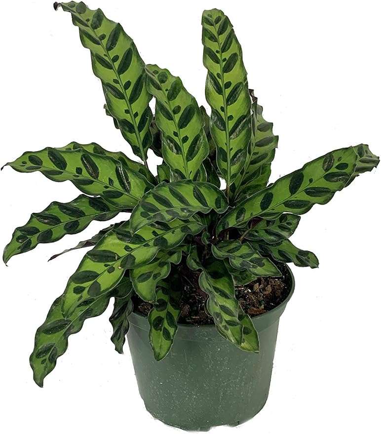 Rattlesnake Calathea - 5 Live Plants in 6 Inch Pots - Calathea Lancifolia - Beautiful Easy to Grow Air Purifying Indoor Plant