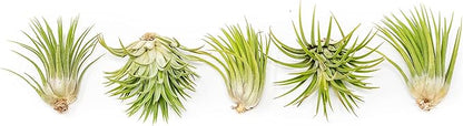 5 Pack Assorted Large Ionantha Rubra Air Plants - Live Succulent House Plants - Available in Wholesale and Bulk - Home and Garden Decor - Easy Care Indoor/Outdoor Air Plant
