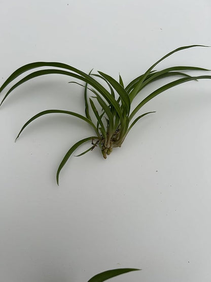 6 Pack Spider Plant Babies ~ Collectors Pack 6 Varieties ~ Airplane, Reverse, Hawaiian, Bonnie Curly, OG Green, Green Ocean - Live Starter Plants ~ Air Purifying, Low Maintenance, Easy Houseplant