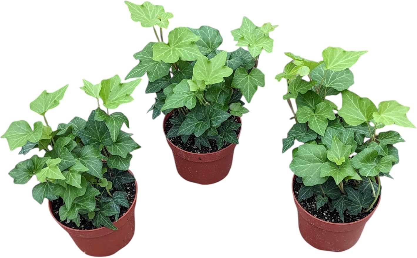 English Ivy Plants, 4 Inch Pots, Set of 3, Live Indoor House Plants