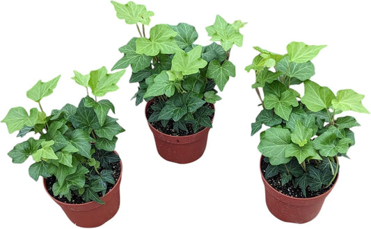 English Ivy Plants, 4 Inch Pots, Set of 3, Live Indoor House Plants