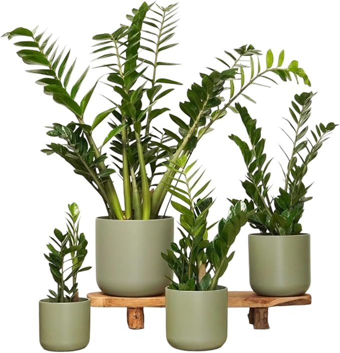 ZZ Plant 3/4/6/8" - Zamioculcas Zamiifolia Raven Plant- Indoor Easy Care House Plant - Live Plant (4" Pre-Potted in Self-Watering Pot)