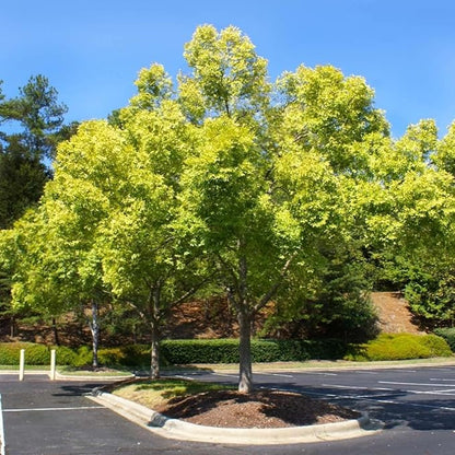 5 Chinese (Lacebark) Elm Trees - 12-24" Tall Live Plants - Fast Growing Bonsai Trees - Ulmus parvifolia