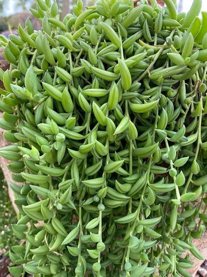 String of Pearls Plant Live 4 Inch Pot, Rare Succulents Plants in Hanging Baskets, Trailing Succulent Houseplant for Home Office (String of Banana)