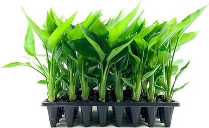 White Bird of Paradise | 30 Live Plants | Strelitzia Nicolai | Beautiful Rare Foliage Specimen