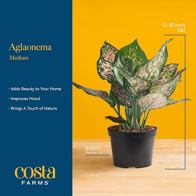 Costa Farms Chinese Evergreen, Easy to Grow Live Indoor Plant Aglaonema, Potted Houseplant in Cute Decor Pot, Everyday Gift for Mom, Wife, Daughter, Son Room Decor, 1 Foot Tall