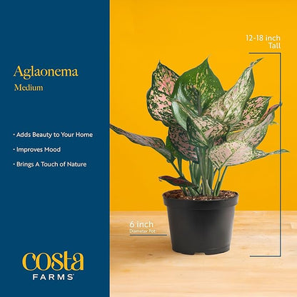 Costa Farms Chinese Evergreen, Easy to Grow Live Indoor Plant Aglaonema, Potted Houseplant in Cute Decor Pot, Everyday Gift for Mom, Wife, Daughter, Son Room Decor, 1 Foot Tall