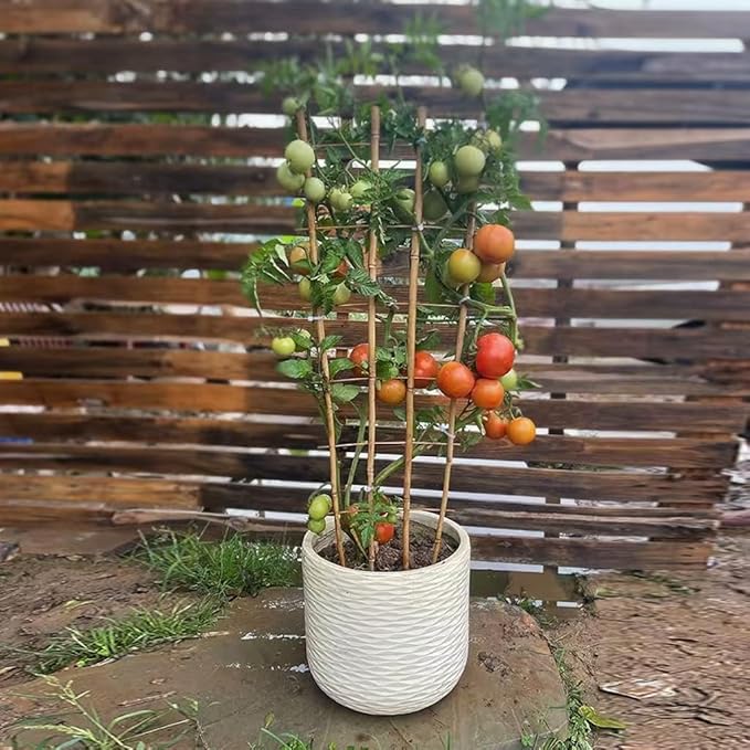 Natural Bamboo Trellis, 4Feet,6Pack,Fan-Shaped Plant Support Trellis for Outdoor and Indoor Potted Climbing Plants,Vegetables, Cucumber, Tomato, Hoya,
