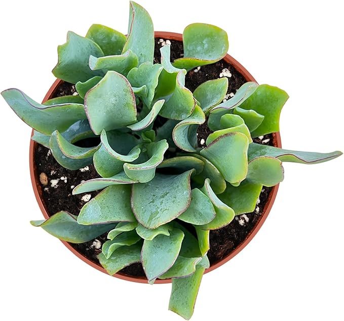 Sprout N Green Ripple Jade - Crassula Arborescens Undulatifolia, Rare Cute Succulent Plant Fully Rooted in 4" Pot