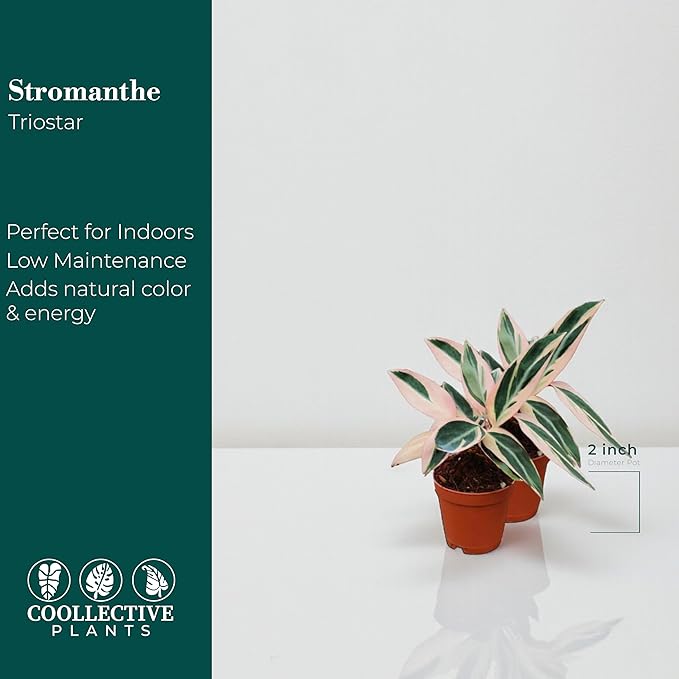 CoollectivePlants Stromanthe Triostar – 2 Live Plants in 2″ Growers Pot | Stromanthe Triostar Live Plant - Easy Care Low Maintenance Indoor Houseplants