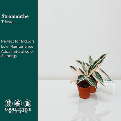 CoollectivePlants Stromanthe Triostar – 2 Live Plants in 2″ Growers Pot | Stromanthe Triostar Live Plant - Easy Care Low Maintenance Indoor Houseplants
