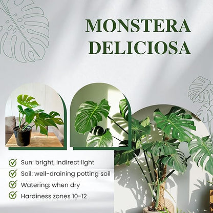 Monstera Deliciosa Plant Live, Swiss Cheese Plant, Split Leaf Indoor Plants Live Houseplants, 4 Inc Pot