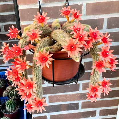 Rare Monkey Tail Cactus Live Plant, Trailing Cactus, Hanging Succulent for Planting, in 2" Pot
