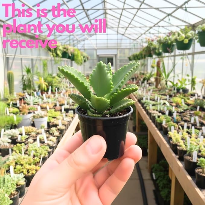 Mother of Thousands Kalanchoe Plants Live in 2" Inch Pot | Easy to Grow| Ideal for Beginners, Collections & Small Spaces