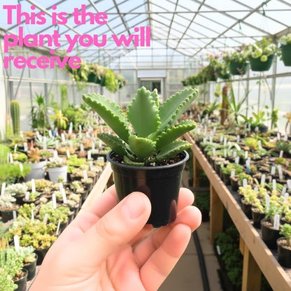 Mother of Thousands Kalanchoe Plants Live in 2" Inch Pot | Easy to Grow| Ideal for Beginners, Collections & Small Spaces