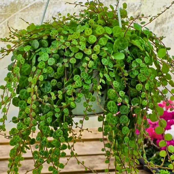 String of Turtles Live Plants, Easy Indoor Trailing Succulent in 3" Pot, Hanging Succulent Houseplant Indoor Outdoor Planting