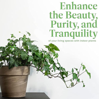 American Plant Exchange English Ivy – Live 6-Inch Potted Trailing Vine, Low-Maintenance Air-Purifying Houseplant for Hanging Baskets, Shelves & Indoor Home or Office Décor