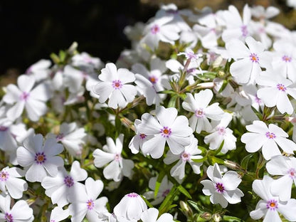 Greenwood Nursery: Live Ground-Cover Plants - Amazing Grace Creeping/Moss Phlox + Subulata - [Qty: 3X Pint Pots] - (Click for Other Available Plants/Quantities)