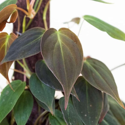Philodendron Velvet Live Plant for Indoor | Different Houseplants in 4'' & 6'' Pot | Real House Plant for Living Room, Office, Desk & Bathroom | Micans | Heart-Leaf | hederaceum