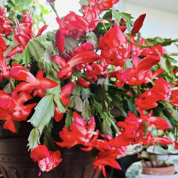 Christmas Cactus Live Plant 4 inch Pot, Christmas Flower Plant, Flower Succulents Plants, Holiday Christmas Cactus for Planting (Red Christmas Cactus)