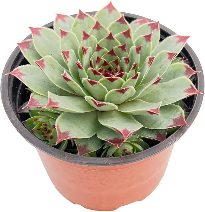 Live Succulent Plants (Sempervivum Hens and Chicks), Easy Care Houseplant for Home and Office Decor, Great Gift for Housewarming, Birthday, Thanksgiving