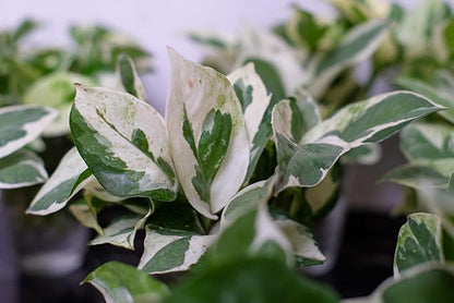 Pearls and Jade Pothos - Epipremnum aureum - 4" Pot - Good in Low Light