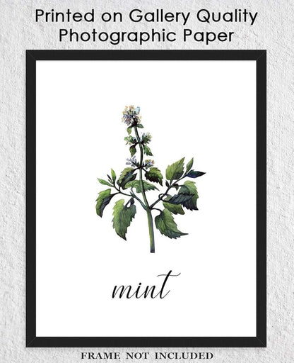 Minimalist Mint Plant Print, Vintage Botanical Wall Art - Give Your Home A Touch of Elegance With Plant Pictures Wall Art, Unframed 11x14 Botanical Decor Poster Prints