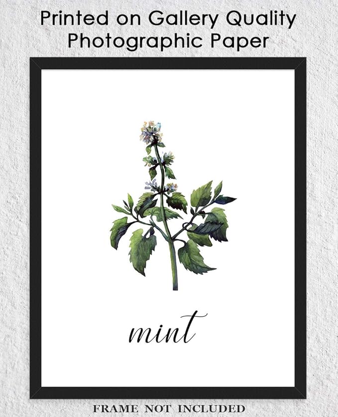 Minimalist Mint Plant Print, Vintage Botanical Wall Art - Give Your Home A Touch of Elegance With Plant Pictures Wall Art, Unframed 8x10 Botanical Decor Poster Prints