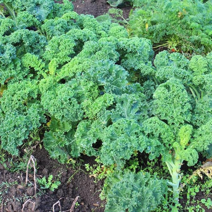 Kale Plant, 4 Inch Pot, Vegetable Kale Plants Potted