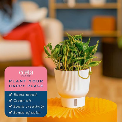 Costa Farms Shangri-La Pothos Live Plant in Self Watering Pot, Air Purifying Indoor Houseplant, Perfect for Home, Room, or Office Decor, Great House Warming or Birthday Gift, 12-22 Inches Tall