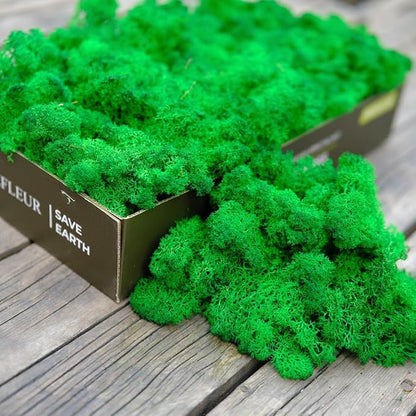 Preserved Reindeer Moss Natural Green DIY Kit Gardenning Art Wall Decor Florist Decor Easter Table Decor Wedding