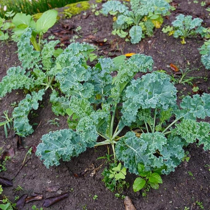 Pack 2 Pots Kale Plants, Vegetable Kale Plants Live for Planting, 4 Inch Pot
