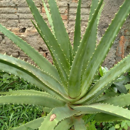 Live Aloe Vera Plant Succulent Trees | Aloe Vera Chinensis in Size 2 Pot | Suitable for Indoor or Outdoor Garden | Easy-Growing Aloe Vera Pen Plant Ideal for Home Décor