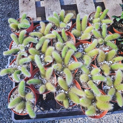 Monkey Tail Plant Live for Planting, Home Decoration Monkeys Tail Cactus in 2 Inches Pot