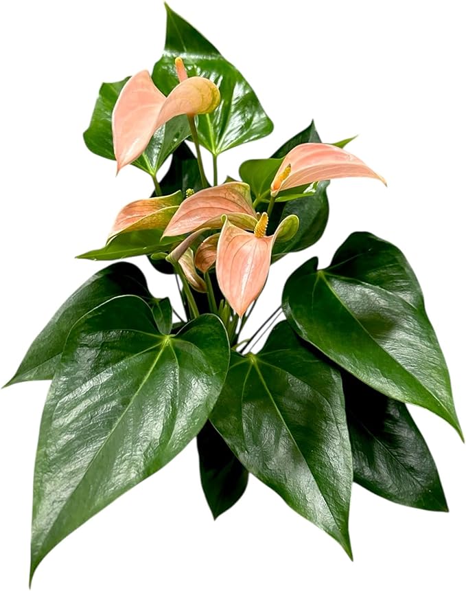 Pink Matata Anthurium (12"-14" Tall) Unique and Gorgeous Live Indoor Plant, Easy Care and Easy to Grow, Bloom Plant, 4 inch Pot (Jolie Peach)
