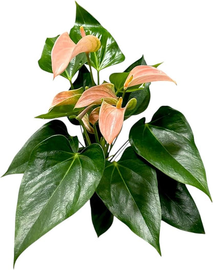 Pink Matata Anthurium (12"-14" Tall) Unique and Gorgeous Live Indoor Plant, Easy Care and Easy to Grow, Bloom Plant, 4 inch Pot (Jolie Peach)