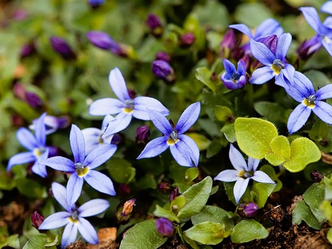 Greenwood Nursery: Live Ground-Cover Plants - Blue Star Creeper + Isotoma Fluviatilis - [Qty: 5X Pint Pots] - (Click for Other Available Plants/Quantities)