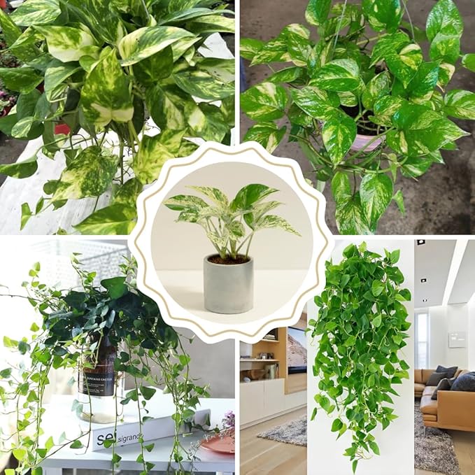 Live Pothos Plant, Pothos Live Plant from 5 to 7 Inc Tall, Houseplant Plant Gardening, 4 Inc Pot (Golden)