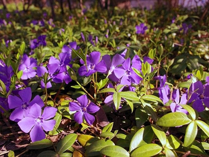 Greenwood Nursery: Live Ground-Cover Plants - Vinca Minor + Lesser/Dwarf Periwinkle - [Qty: 100 Bare Roots] - (Click for Other Available Plants/Quantities)