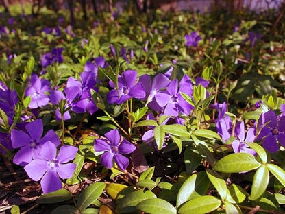 Greenwood Nursery: Live Ground-Cover Plants - Vinca Minor + Lesser/Dwarf Periwinkle - [Qty: 200 Bare Roots] - (Click for Other Available Plants/Quantities)