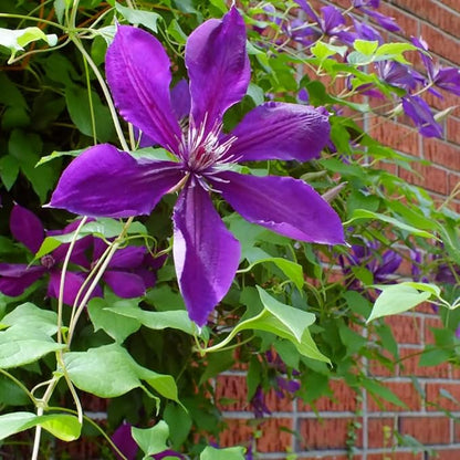 Deep Purple Clematis Vine Plant Live, Clematis Plant Live in 2.5 Inch Pot, Outdoor Garden