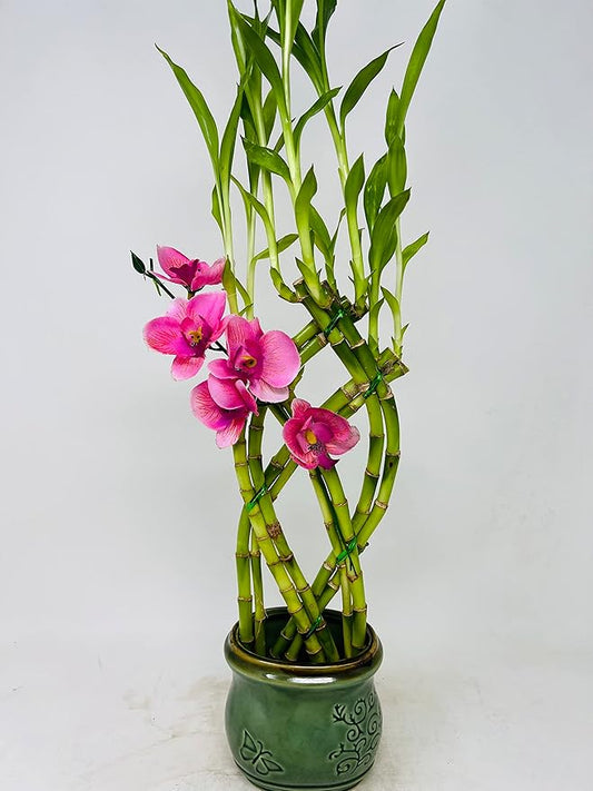 Jmbamboo- Live 8 Braided Style Lucky Bamboo Plant Arrangement with Green Vase