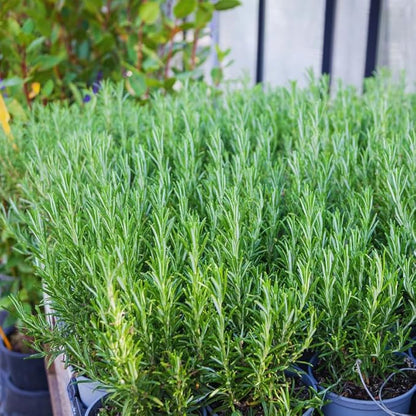 3 Blue Rosemary Plants Live, Live Rosemary Plants, 4 Inc Tall, Fragrant Herb Plant Outdoor Indoor